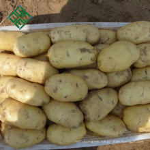 China Big Fresh Potato Supplier 100% natural purple sweet potato